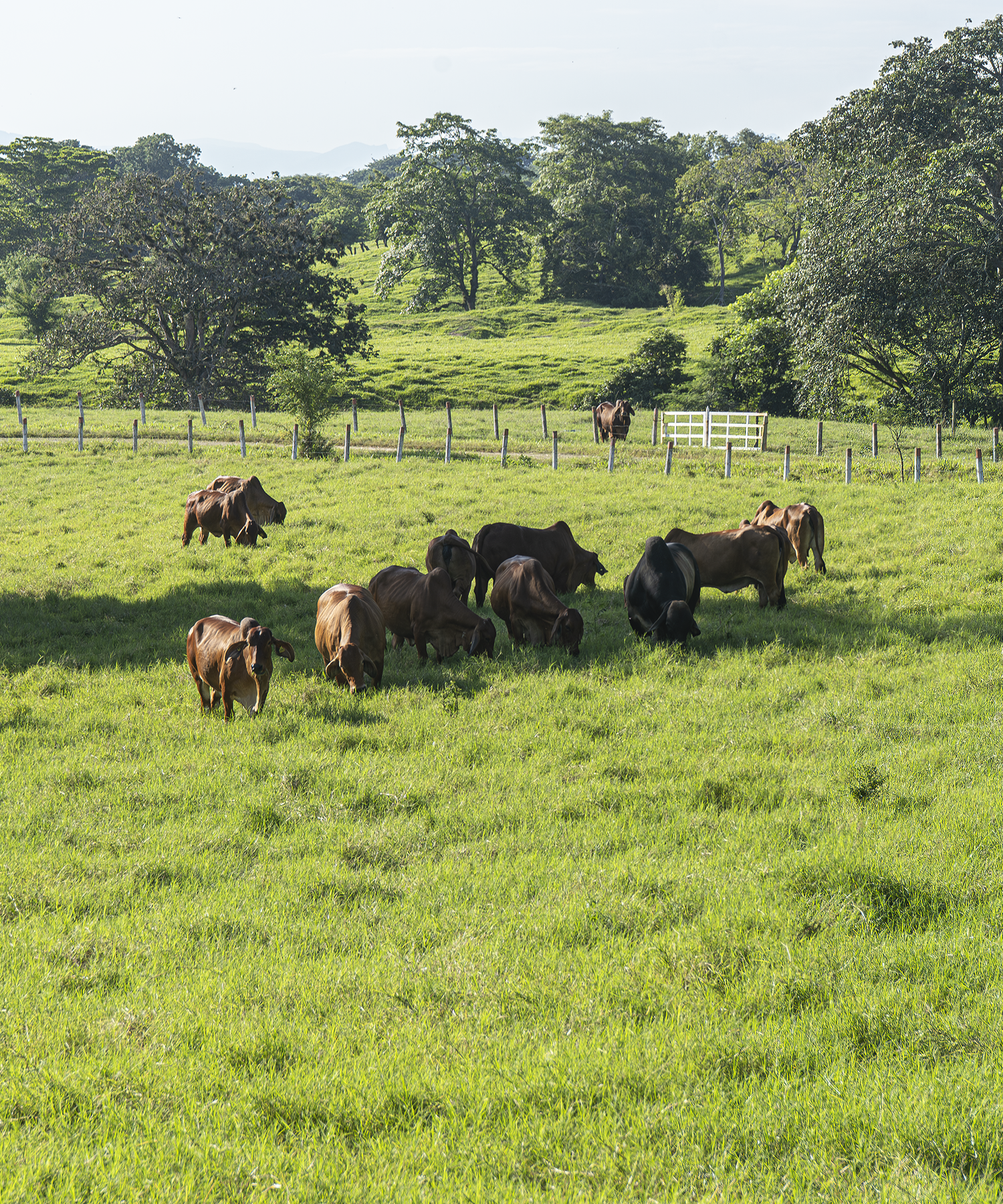 Muestra de ganado en el día de campo de GANARE 2025